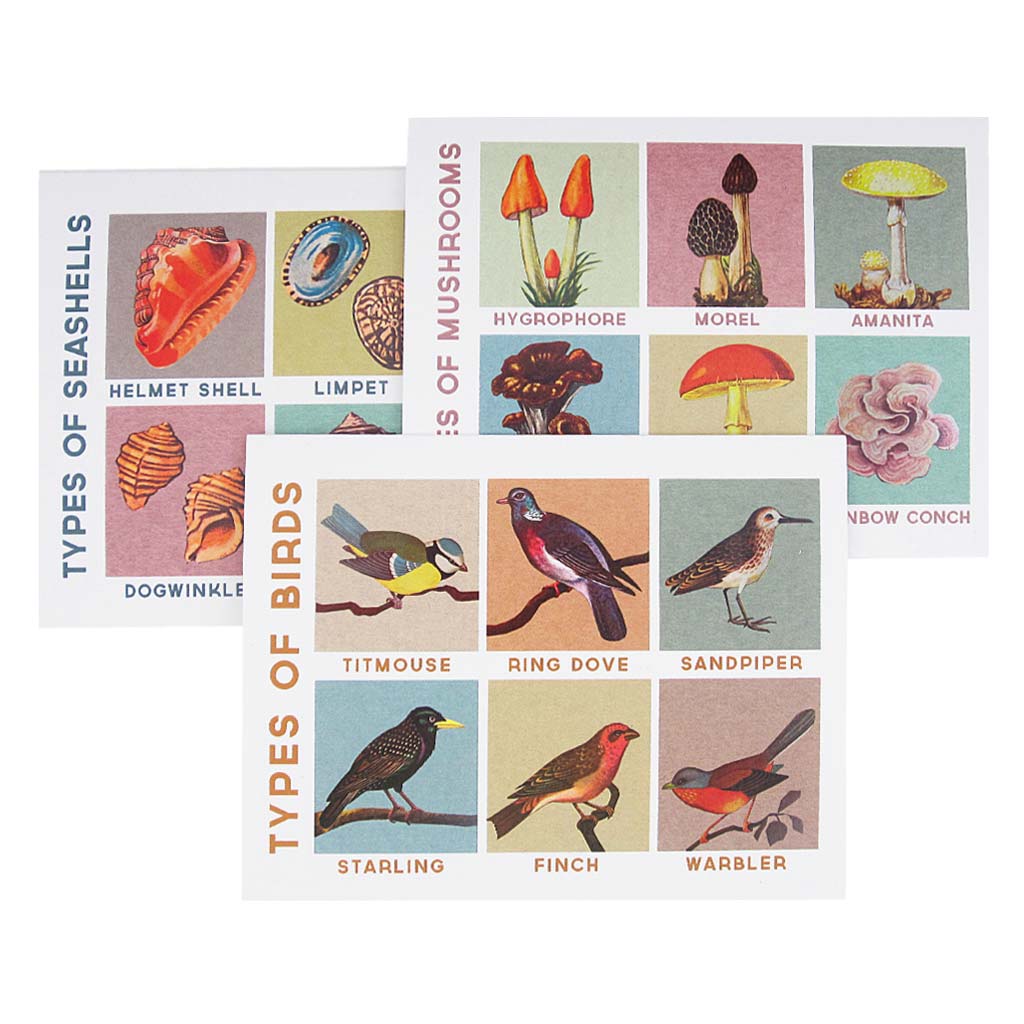 Box of 12 - Assorted Birds, Mushrooms & Shells